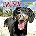 Algopix Similar Product 12 - Crusoe the Celebrity Dachshund 2020