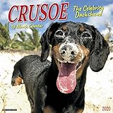 Algopix Similar Product 4 - Crusoe the Celebrity Dachshund 2020
