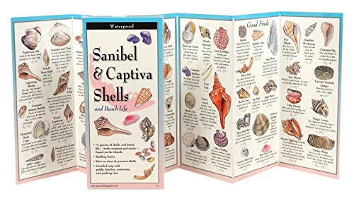 Algopix Similar Product 13 - Sanibel  Captiva Shells and Beach Life