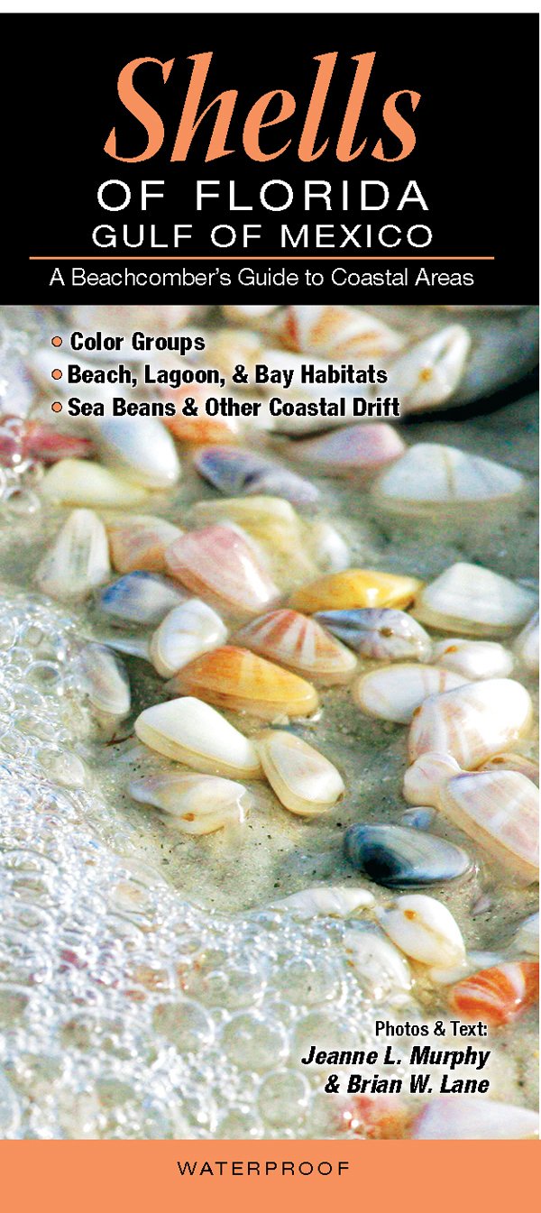 Algopix Similar Product 4 - Shells of FloridaGulf of Mexico A