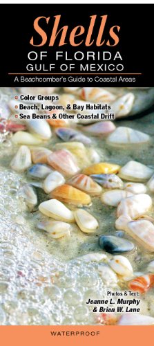 Algopix Similar Product 19 - Shells of FloridaGulf of Mexico A
