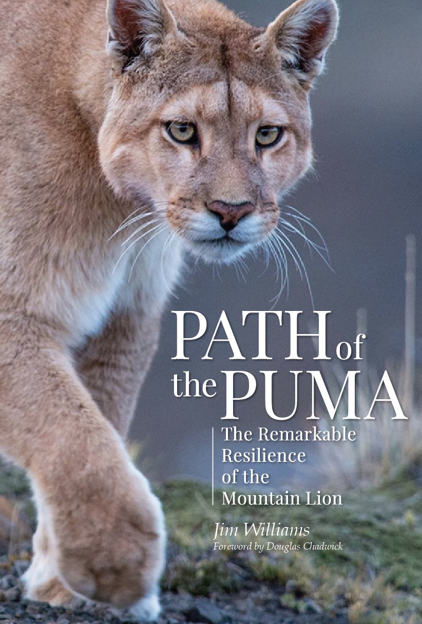 Algopix Similar Product 17 - Path of the Puma The Remarkable