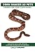 Algopix Similar Product 1 - Corn Snakes as Pets Corn Snake facts