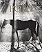Algopix Similar Product 5 - Polo: The Nomadic Tribe (Classics)