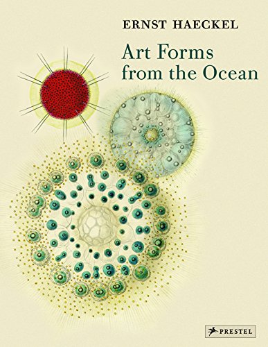 Algopix Similar Product 13 - Art Forms from the Ocean The