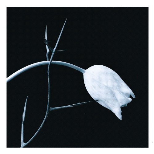 Algopix Similar Product 20 - El Tango