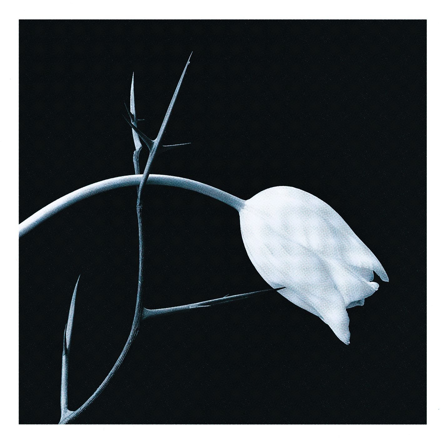 Algopix Similar Product 17 - El Tango