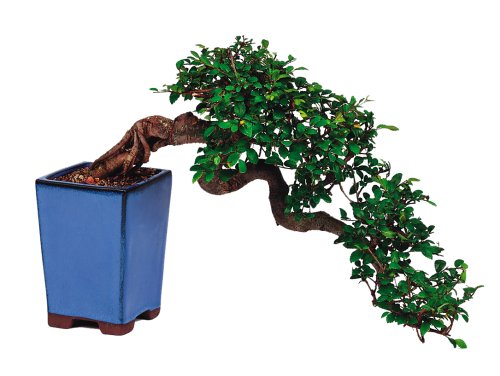 Algopix Similar Product 11 - Brussels Cascading Chinese Elm Outdoor
