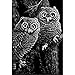 Algopix Similar Product 5 - Scratch Art Black Coated Scratchboards