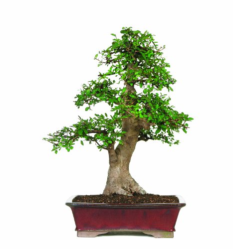 Algopix Similar Product 19 - Brussel's Chinese Elm