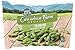 Algopix Similar Product 13 - Cascadian Farm Organic Edamame 10 oz Bag