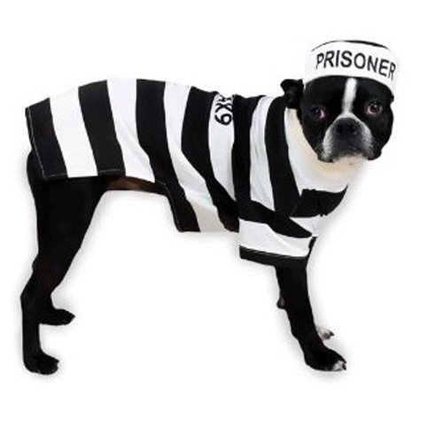 Algopix Similar Product 1 - Casual Canine Prison Pooch Costume