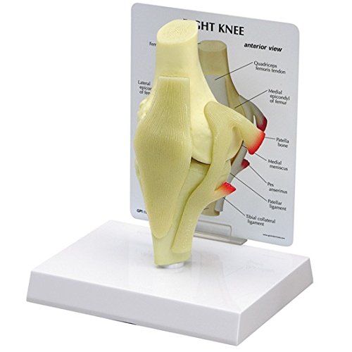 Algopix Similar Product 13 - Knee Bone Joint Anatomical Model