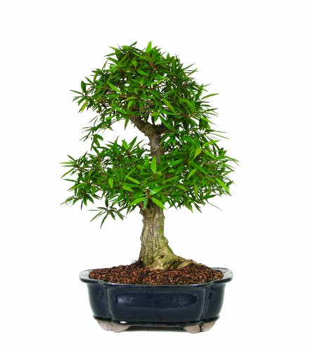Algopix Similar Product 13 - Brussel's Narrow Leaf Ficus Bonsai