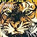 Algopix Similar Product 11 - Eye of the Tiger