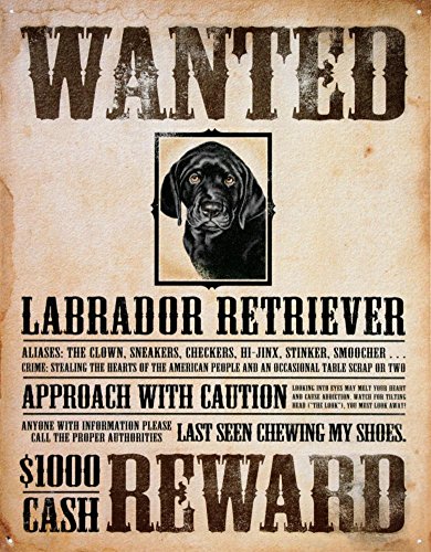 Algopix Similar Product 2 - Black Lab Wanted Poster Metal Tin
