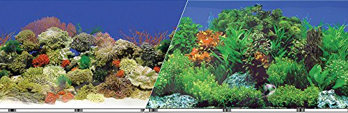 Algopix Similar Product 3 - Blue Ribbon Coral Background Double