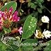 Algopix Similar Product 18 - La Flor De Luz - Luz's Flower