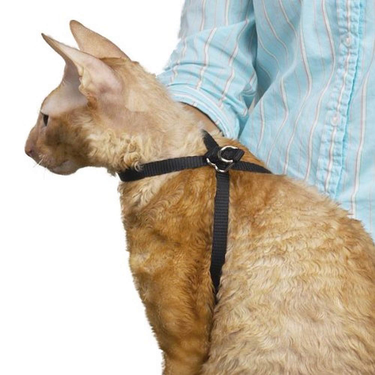 Algopix Similar Product 12 - Top Performance Nylon Adjustable Cat