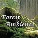 Algopix Similar Product 8 - Forest Ambience  Healing Nature Sounds