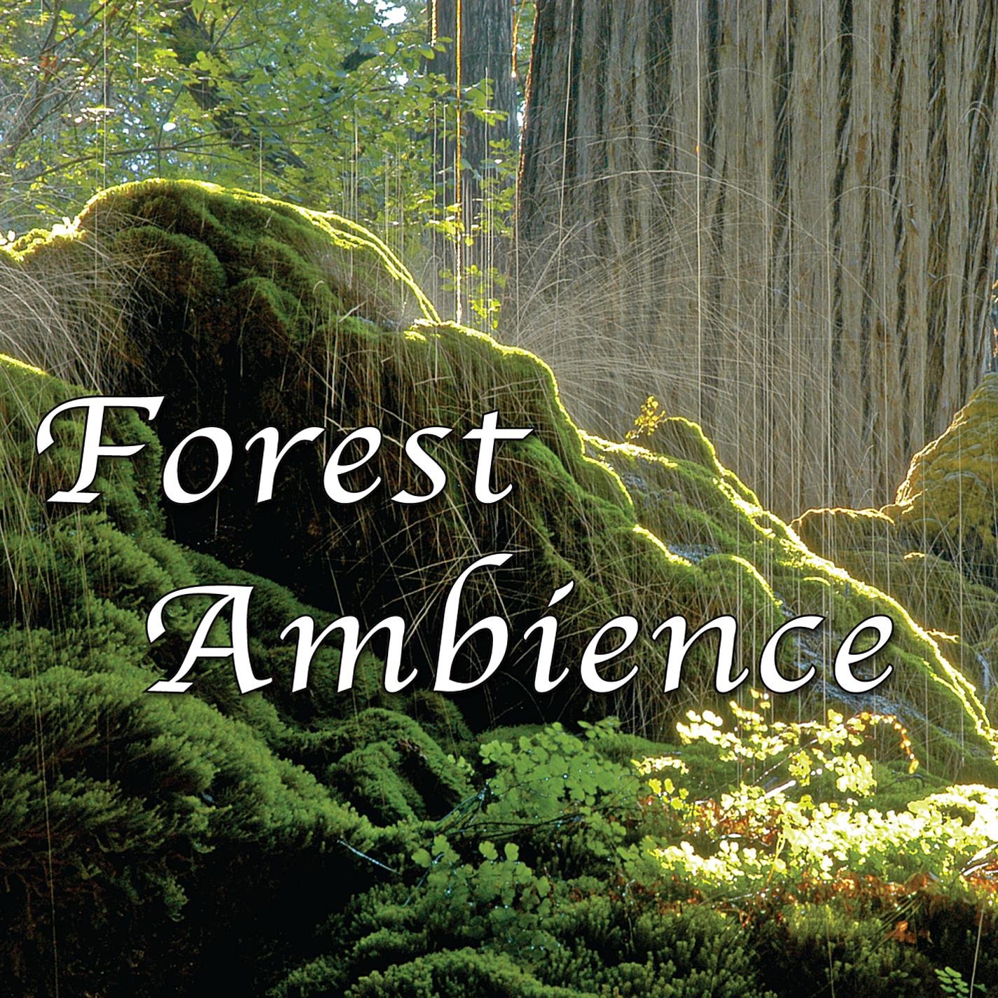 Algopix Similar Product 18 - Forest Ambience  Healing Nature Sounds