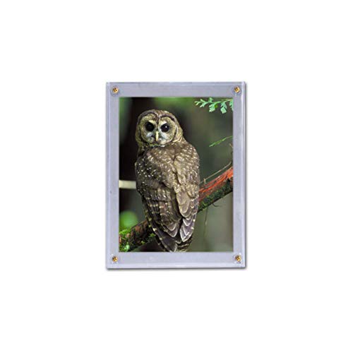 Algopix Similar Product 19 - BCW 15X7SD Bcw 5X7 Photo Screwdown