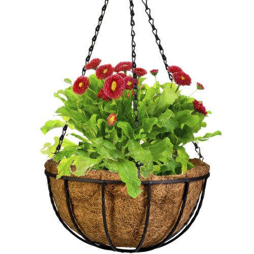 Algopix Similar Product 6 - CobraCo Black 12Inch Canterbury