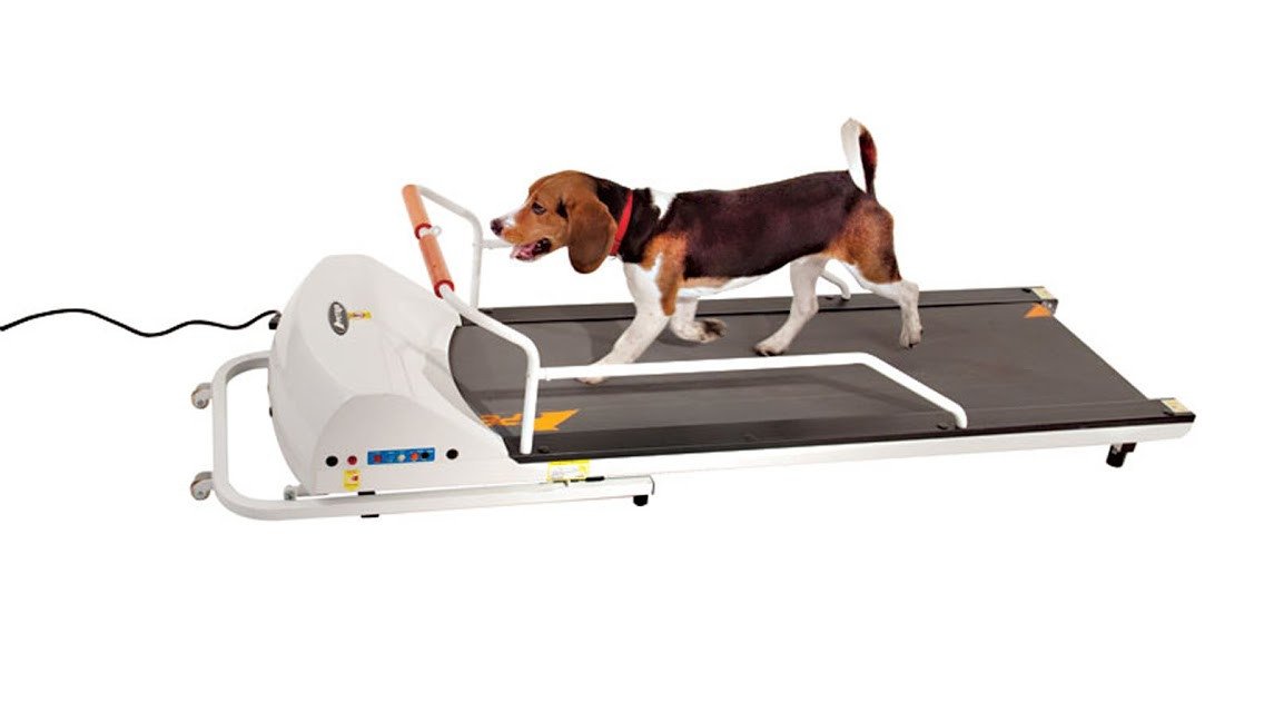 Algopix Similar Product 12 - GoPet PetRun PR720F Dog Treadmill