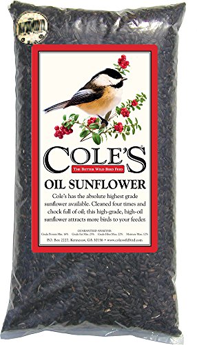 Algopix Similar Product 17 - Coles OS16 Black Oil Sunflower Bird