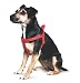Algopix Similar Product 12 - Ancol Padded Nylon Dog Harness Red S