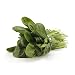 Algopix Similar Product 1 - Spinach, 1 Bunch