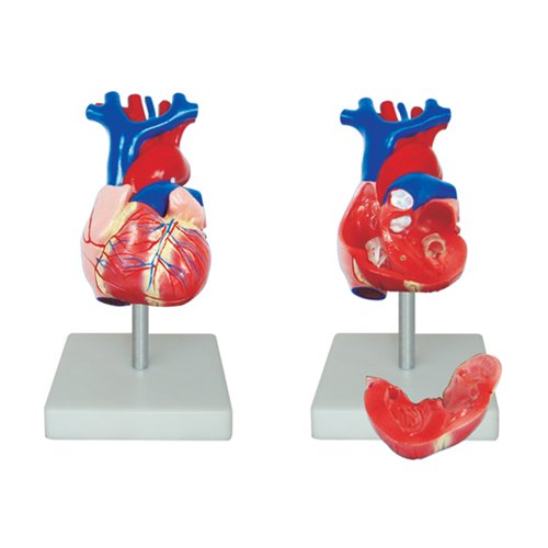 Algopix Similar Product 8 - 66FIT Anatomical Human Life Size Heart