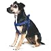 Algopix Similar Product 13 - Ancol Padded Nylon Dog Harness Blue M