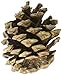 Algopix Similar Product 12 - Winter Woods Natural Red Pinecones 7oz