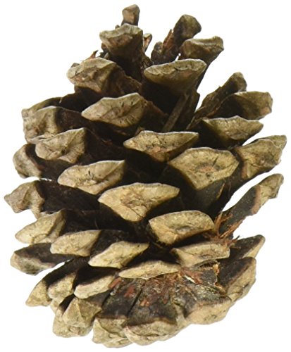 Algopix Similar Product 8 - Winter Woods Natural Red Pinecones 7oz