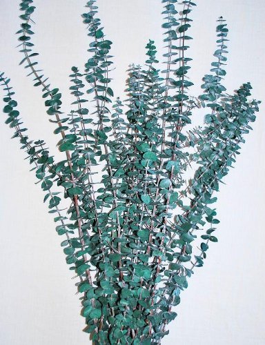 Algopix Similar Product 5 - Preserved Eucalyptus Branches - Green