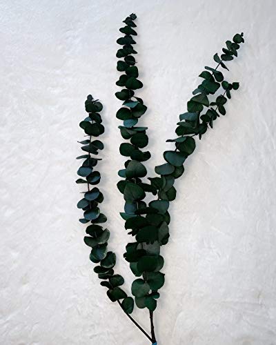 Algopix Similar Product 9 - Preserved Eucalyptus Branches - Green
