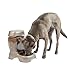 Algopix Similar Product 4 - Petmate Pet Cafe Feeder Dog and Cat