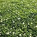 Algopix Similar Product 10 - Outsidepride Perennial White Dutch