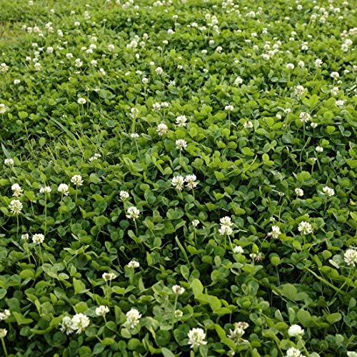 Algopix Similar Product 13 - Outsidepride Perennial White Dutch