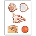 Algopix Similar Product 18 - 3B Scientific V2011U The Eye I Anatomy
