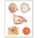 Algopix Similar Product 1 - 3B Scientific V2011U The Eye I Anatomy