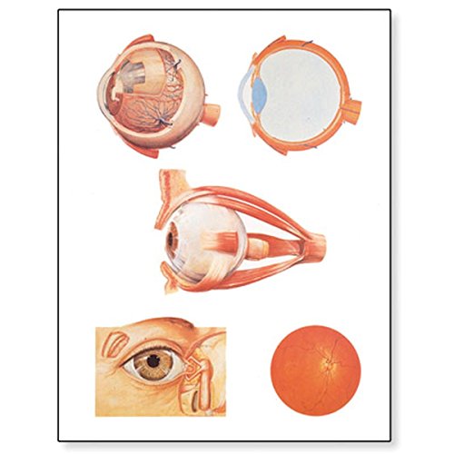 Algopix Similar Product 18 - 3B Scientific V2011U The Eye I Anatomy