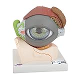 Algopix Similar Product 7 - 3B Scientific F12 Eye 5 times fullsize