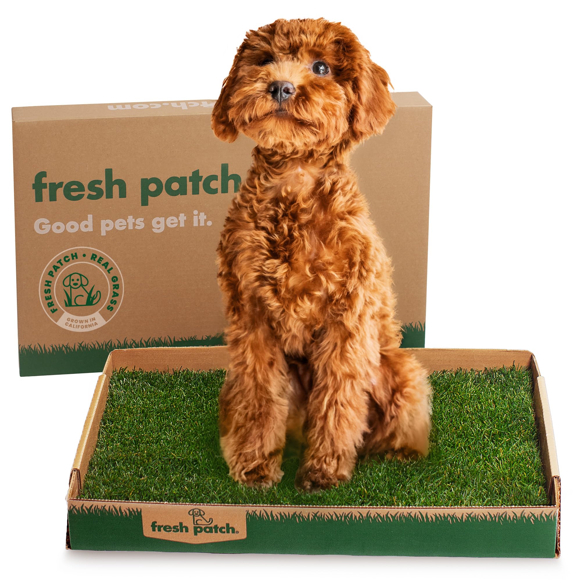 Algopix Similar Product 11 - Fresh Patch Real Grass Patch for Dogs