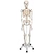 Algopix Similar Product 3 - Skeleton Model Life Size