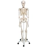 Algopix Similar Product 9 - Skeleton Model Life Size