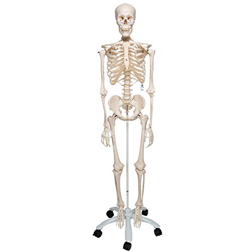 Algopix Similar Product 15 - Skeleton Model Life Size