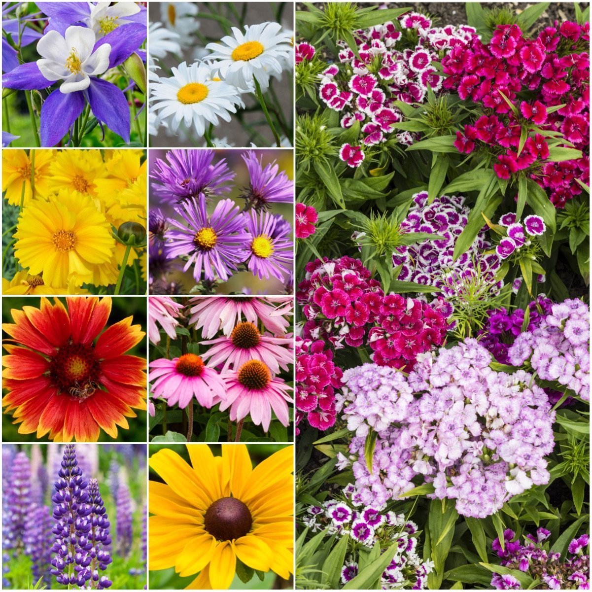Algopix Similar Product 16 - Seed Needs Large 21 Ounce Package of
