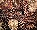 Algopix Similar Product 13 - 2 Pound Box Assorted Natural Pine Cones